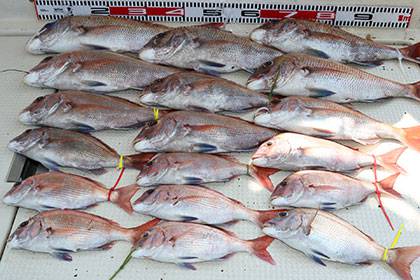 松本釣船２ 釣果