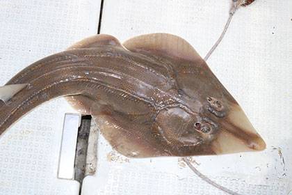 松本釣船２ 釣果