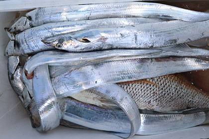 松本釣船２ 釣果