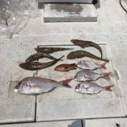秀丸 釣果