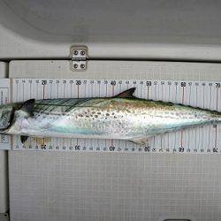 フルコンタクト 釣果