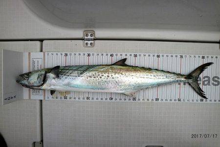 フルコンタクト 釣果