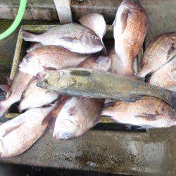 海釣り公園みかた 釣果