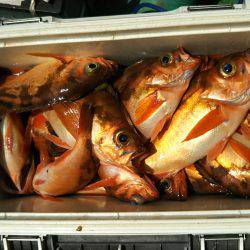 モンロー号 釣果