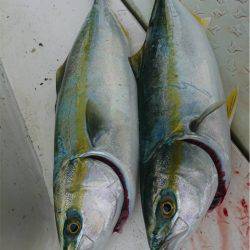 マタウマリンサービス 釣果