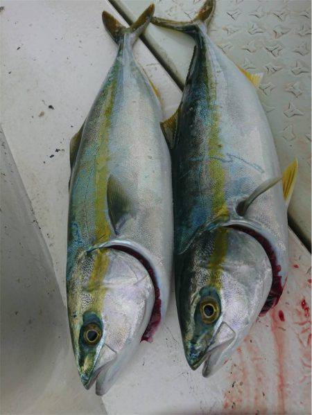 マタウマリンサービス 釣果