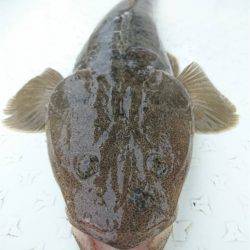 マタウマリンサービス 釣果