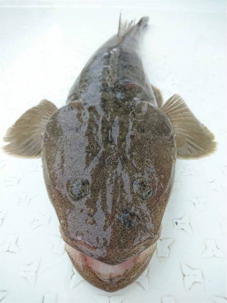 マタウマリンサービス 釣果