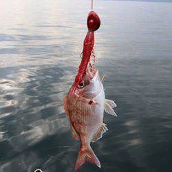 松本釣船2 釣果