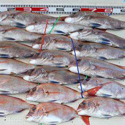 松本釣船2 釣果