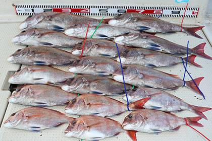 松本釣船2 釣果