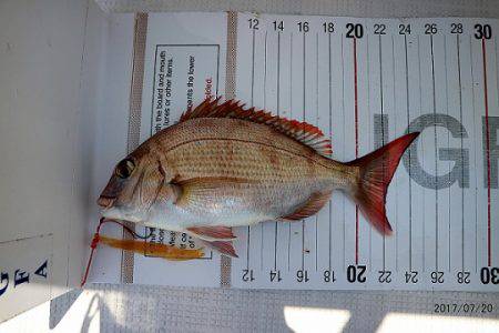 フルコンタクト 釣果