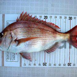 フルコンタクト 釣果