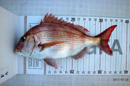 フルコンタクト 釣果