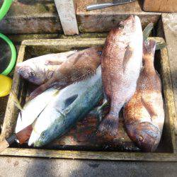 海釣り公園みかた 釣果