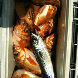 モンロー号 釣果