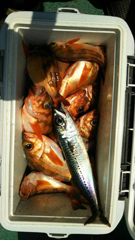 モンロー号 釣果