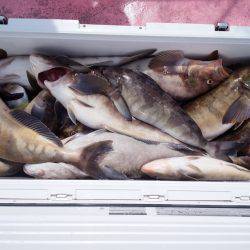 第八平成丸 釣果