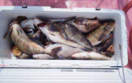 第八平成丸 釣果