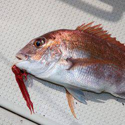 松本釣船２ 釣果