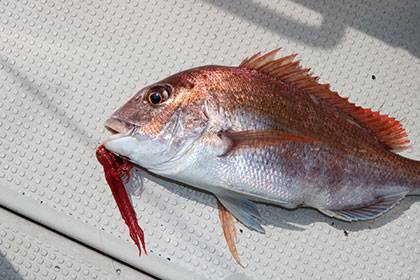 松本釣船２ 釣果