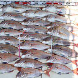 松本釣船２ 釣果