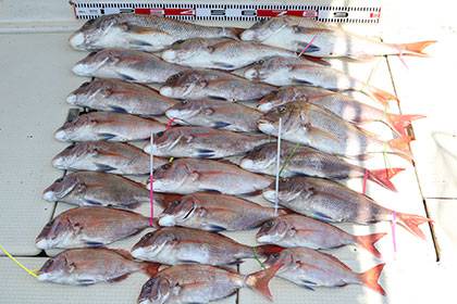 松本釣船２ 釣果