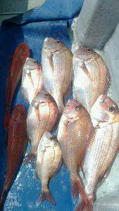 桃太郎丸 釣果