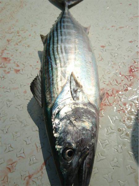 マタウマリンサービス 釣果