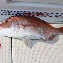 松本釣船2 釣果