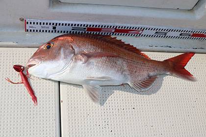 松本釣船2 釣果