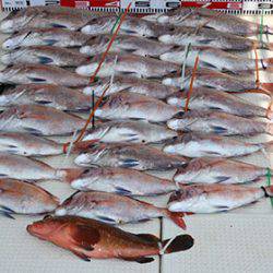 松本釣船2 釣果