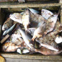 海釣り公園みかた 釣果