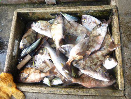 海釣り公園みかた 釣果