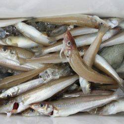 オーフリー 釣果