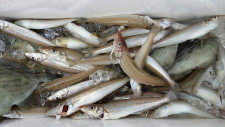 オーフリー 釣果