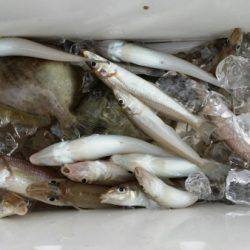 オーフリー 釣果