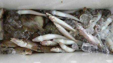 オーフリー 釣果