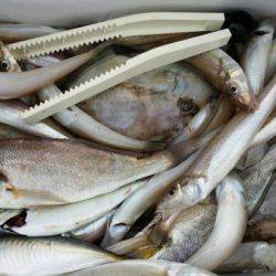 オーフリー 釣果