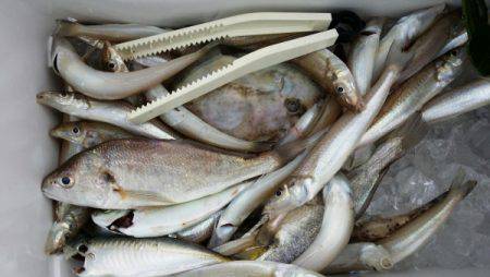 オーフリー 釣果