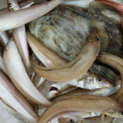 オーフリー 釣果