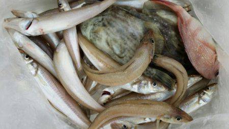 オーフリー 釣果