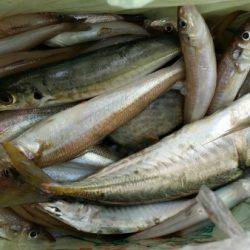 オーフリー 釣果