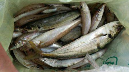 オーフリー 釣果