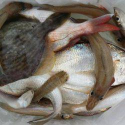 オーフリー 釣果