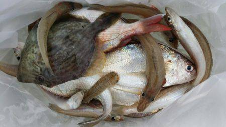 オーフリー 釣果