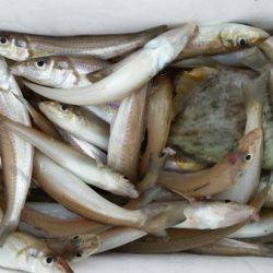 オーフリー 釣果