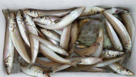 オーフリー 釣果