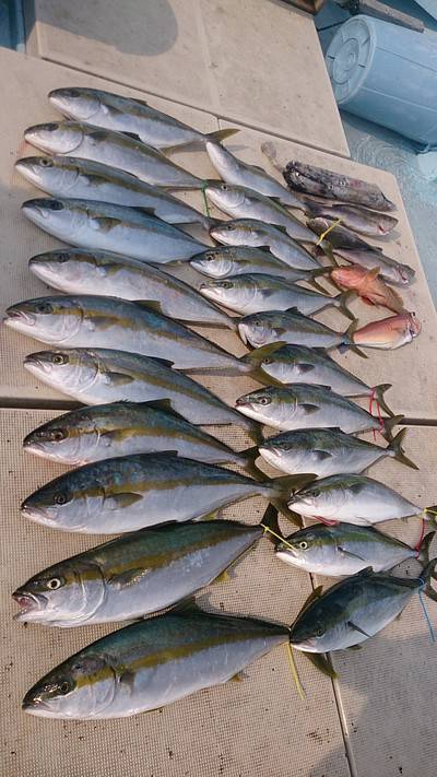 旭星釣りセンター 釣果