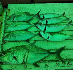 本部釣りイカダ 釣果